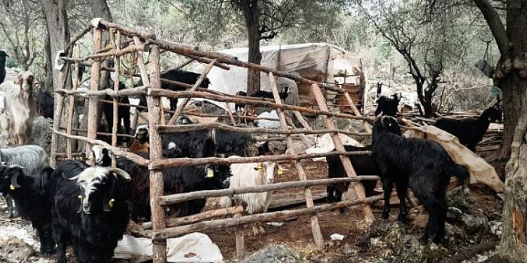 Konyaaltı’nda doludan zarar gören hayvancılara Büyükşehir’den yardım