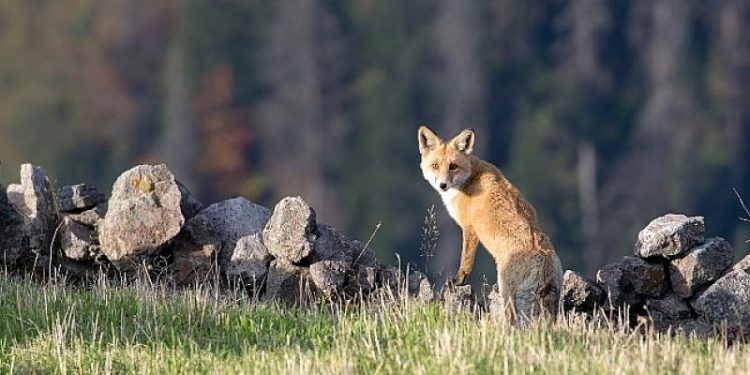 Hayvanların ölüm fermanına karşı dava