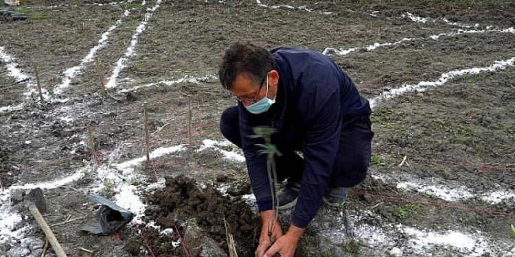 Mustafakemalpaşa aromatik bitkiler cenneti oluyor