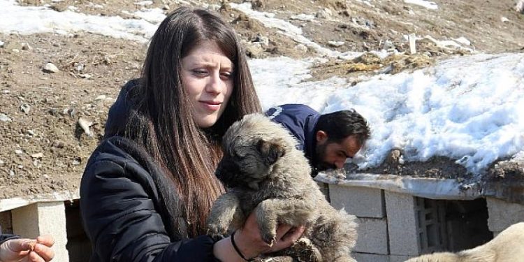 Van Büyükşehir, Sokak Hayvanları İçin Besleme Etkinliği Düzenledi
