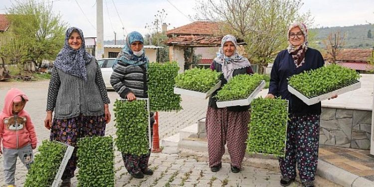 Buca Belediyesi’nden üreticiye 100 bin sebze fidesi