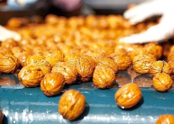 2022 yılında yerli ceviz hasadı yüzde 30 arttı