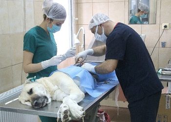 Bir Yılda 24 in 821 Sokak Hayvanına Tedavi