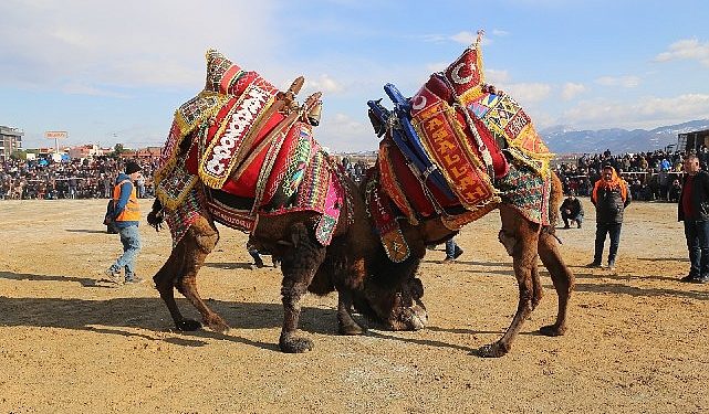 Burhaniye’de Zeytin Hasat Festivali ve Deve Güreşleri Başlıyor