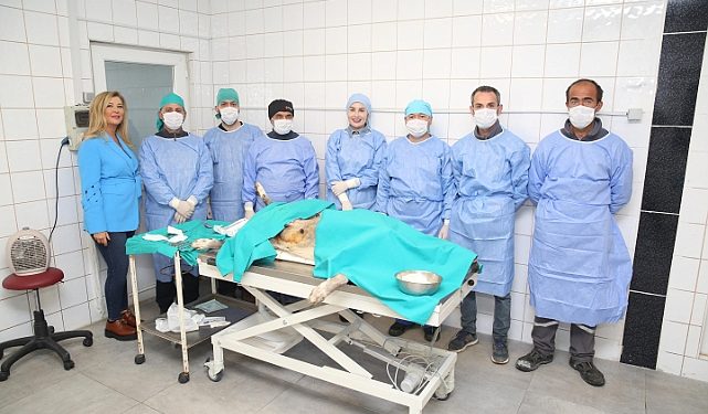 Nilüfer’de sahipsiz can dostlar kısırlaştırılıyor